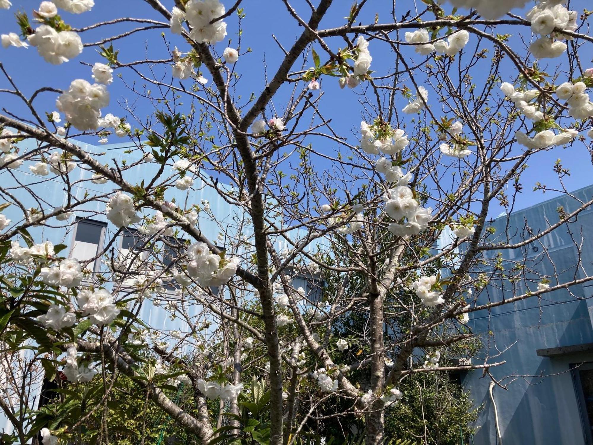 Narita Airport Samurai Hostel Kujukuri Ngoại thất bức ảnh